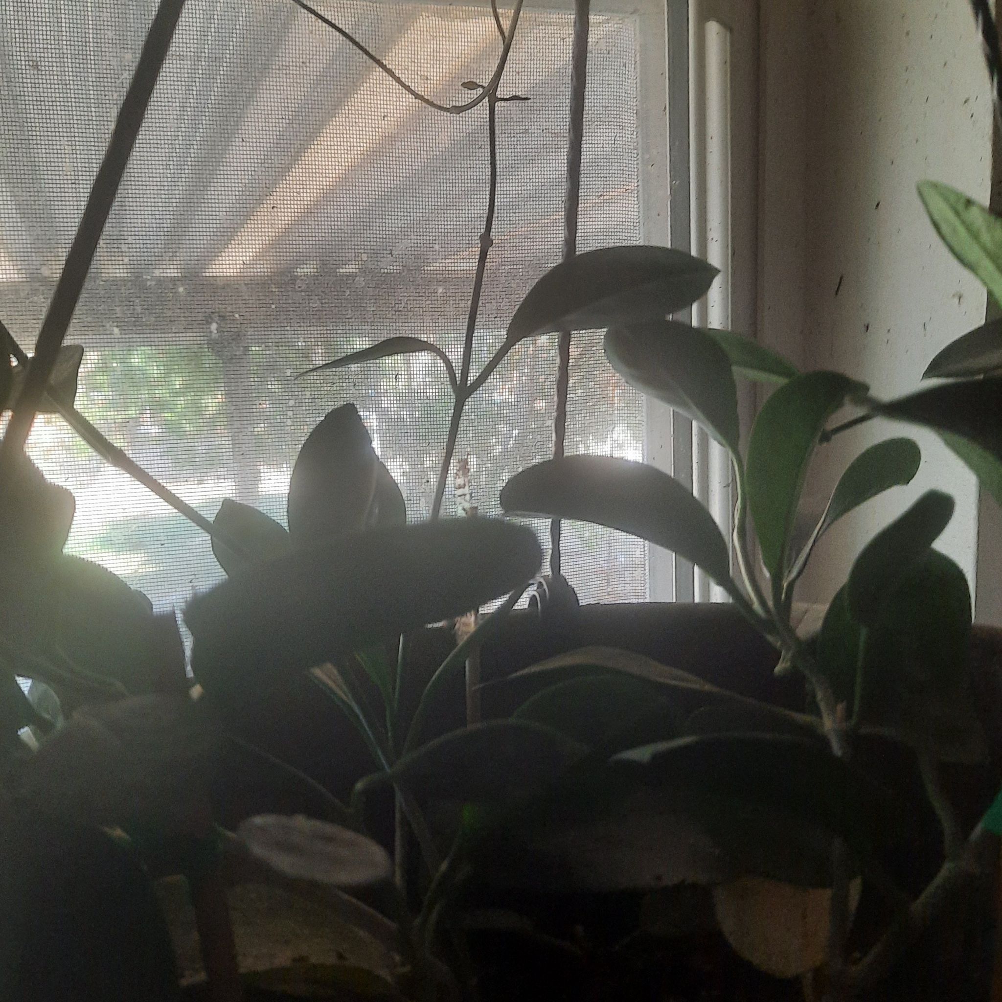 Photo of the plant species samoan waxplant by @SmoothArecapalm named Cleopatra on Greg, the plant care app