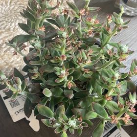 Photo of the plant species Echeveria 'Love's Embers' by @FreeCowbane20 named Doja Cat on Greg, the plant care app