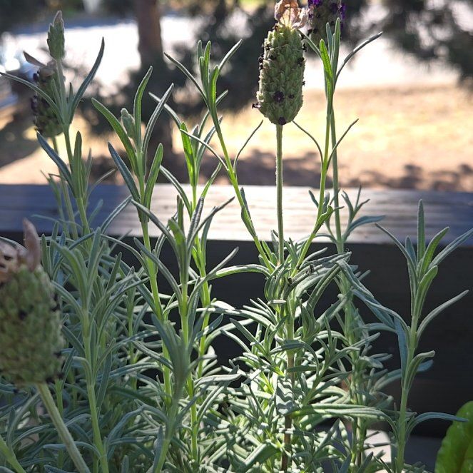 Photo of the plant species Lavender 'Otto Quast' by @PioneeringAster named Anne on Greg, the plant care app