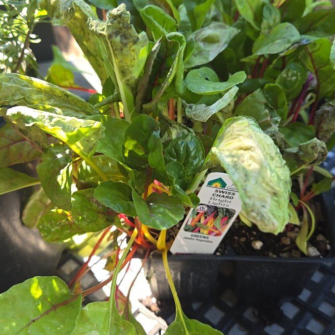 Photo of the plant species Swiss Chard by @PioneeringAster named Fernie Saunders on Greg, the plant care app