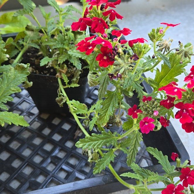 Photo of the plant species Red Verbena by @PioneeringAster named Marilyn on Greg, the plant care app