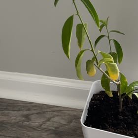 Photo of the plant species Midnight Jasmine by @ExecTreemallow named Jazmine on Greg, the plant care app