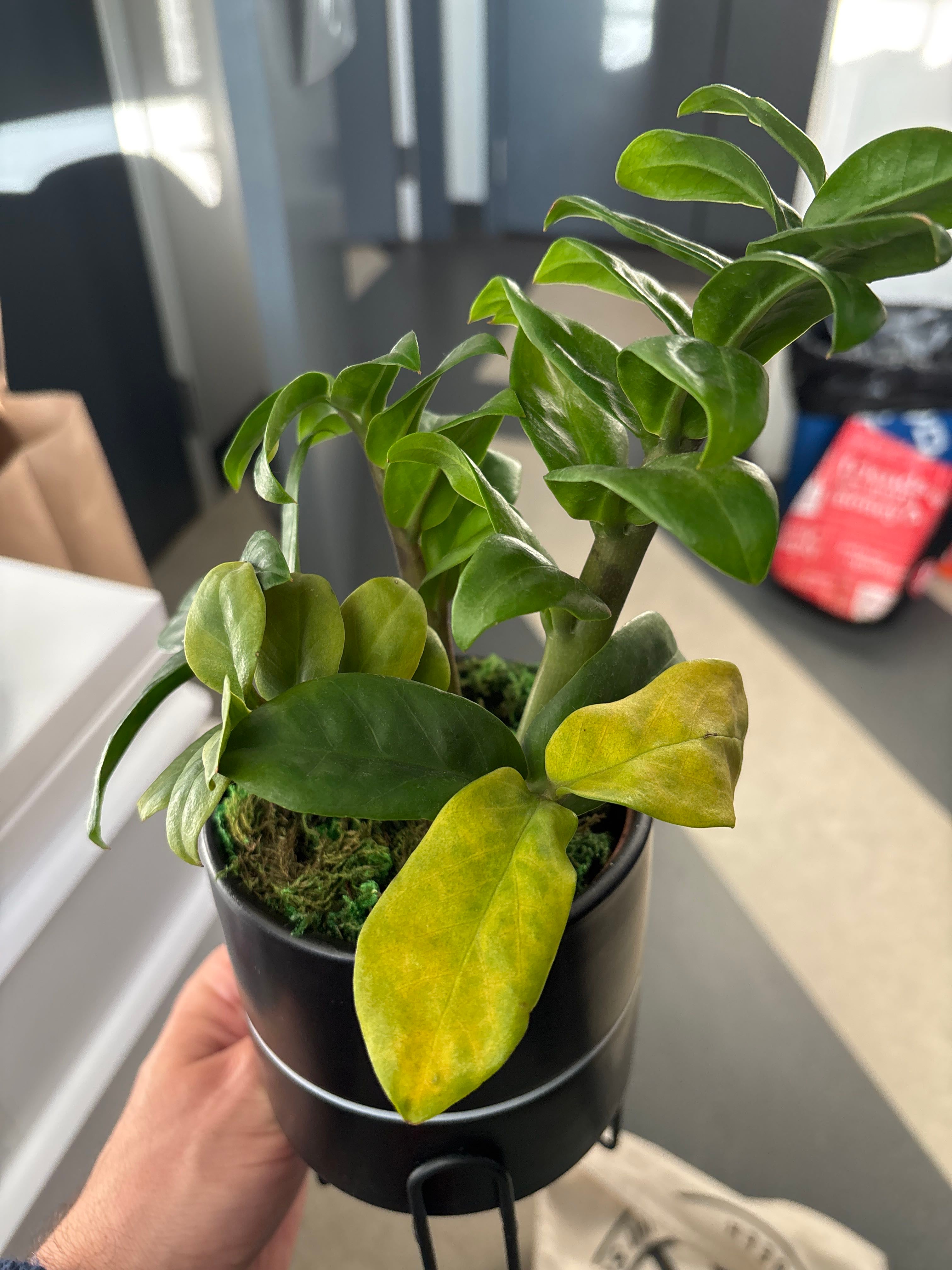 The Complete Zamioculcas zamiifolia 'Akebono' Plant Care Guide