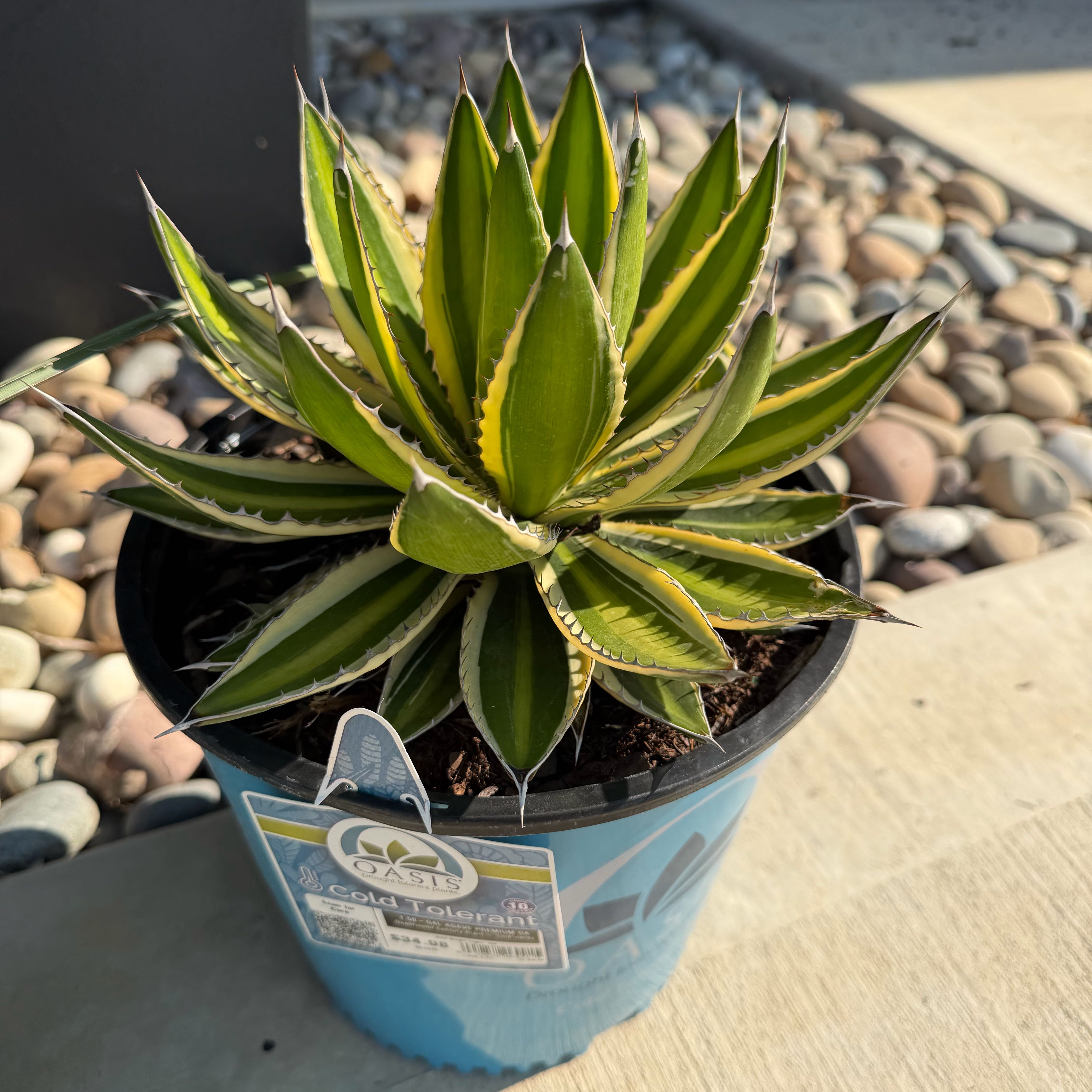 Photo of the plant species Quadricolor Century Plant by @Andheiser named Dax on Greg, the plant care app