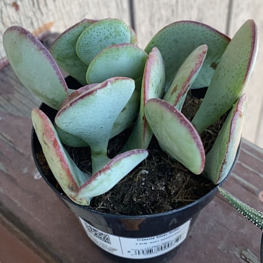 Photo of the plant species Chinese Jade by @QuesterRaintree named Sanders on Greg, the plant care app