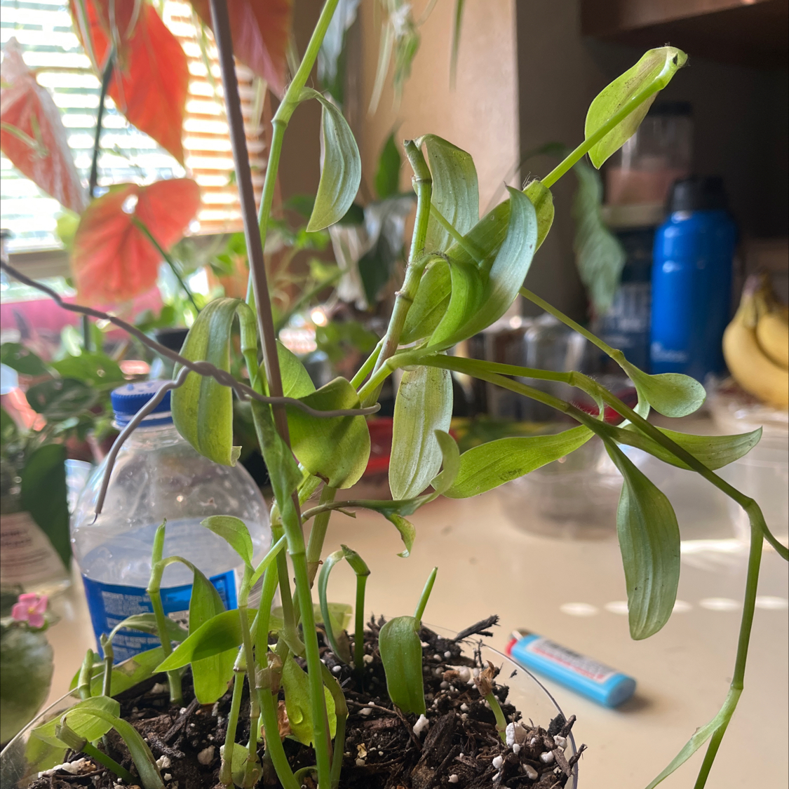 Photo of the plant species White Stripe Wandering Jew by @FamouslyKanna named Tupot amaroot on Greg, the plant care app