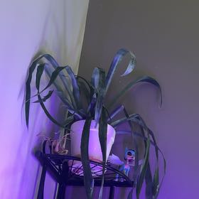 Photo of the plant species Queen's Tears by @FamouslyKanna named Surya on Greg, the plant care app