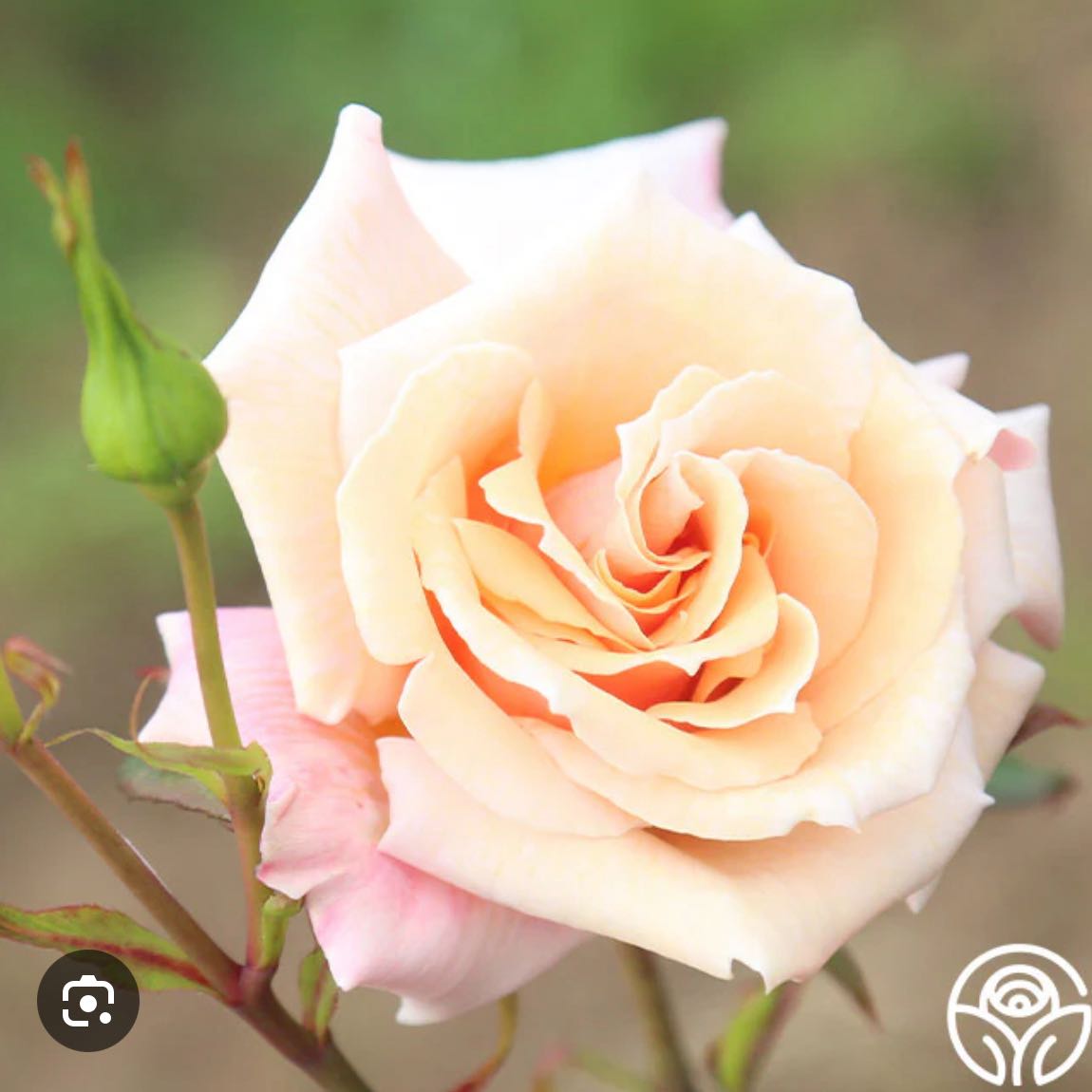 Photo of the plant species Hybrid Tea by @AvidSickleweed named Apollo on Greg, the plant care app