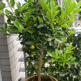 Photo of the plant species Calamansi by @novicepotato named Calamansi on Greg, the plant care app