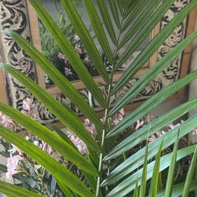 Photo of the plant species Nikau Palm by @FavoriteMum named Sonora on Greg, the plant care app