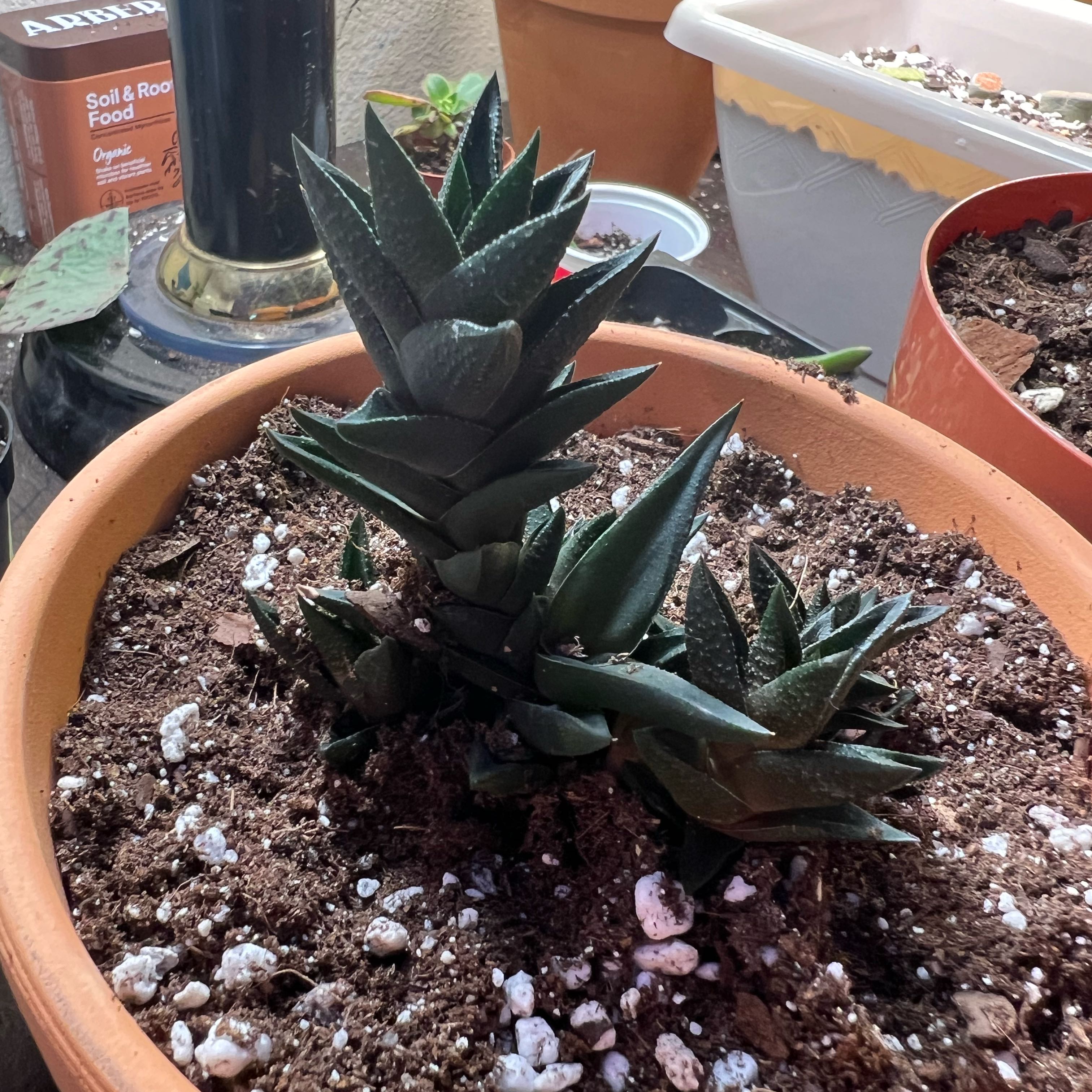 Photo of the plant species Haworthia resendeana by @FullBonsaitrees named Sir Plancelot on Greg, the plant care app
