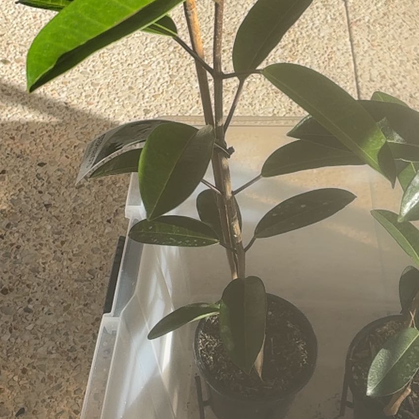 Photo of the plant species Stephanotis by @ExoticChosmo named ChloroPhil on Greg, the plant care app