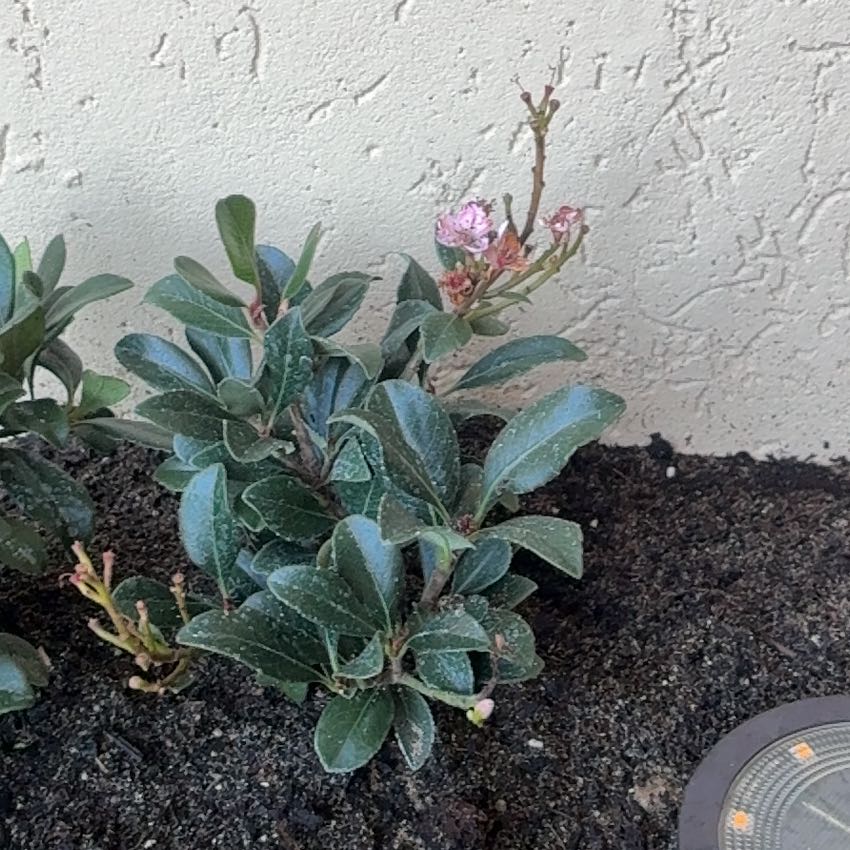 Photo of the plant species Sexton's Bride by @ExoticChosmo named Sir Plancelot on Greg, the plant care app