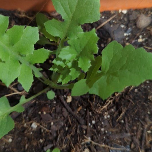 Photo of the plant species Wall Lettuce by @PeppyEnglishivy named Osmo on Greg, the plant care app