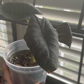 Photo of the plant species Alocasia Blue Dragon by @IncisiveLettuce named ChloroPhil on Greg, the plant care app