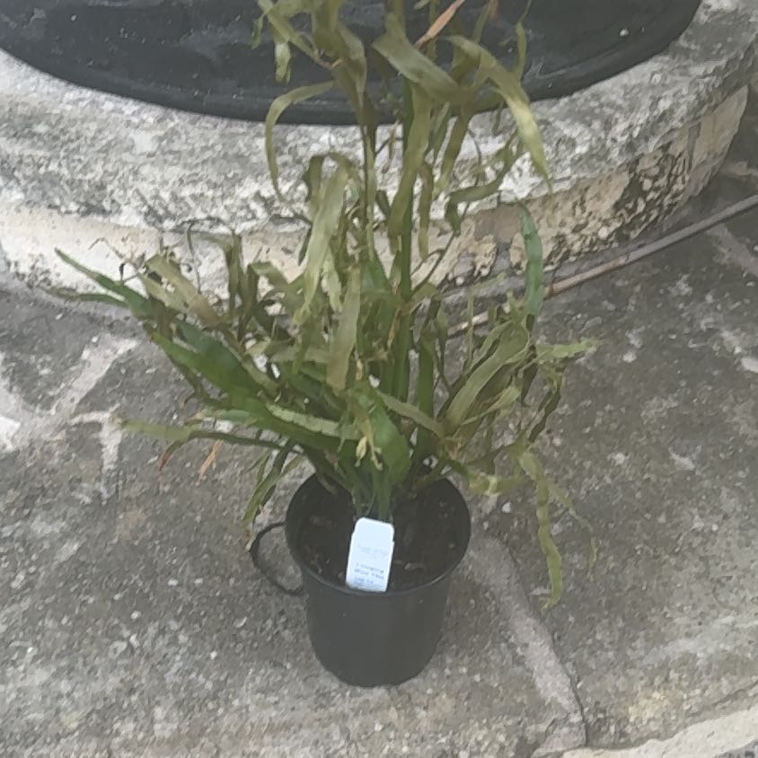 Photo of the plant species Ribbon Bush by @IncisiveLettuce named Bieber on Greg, the plant care app