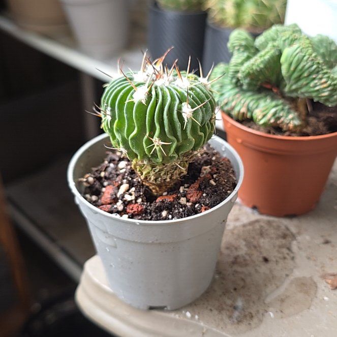Photo of the plant species Stenocactus by @ZanyLeafydaisy named Zion on Greg, the plant care app