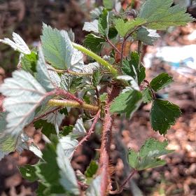 Photo of the plant species Southern Dewberry by @LimberOleander named Leonardo on Greg, the plant care app