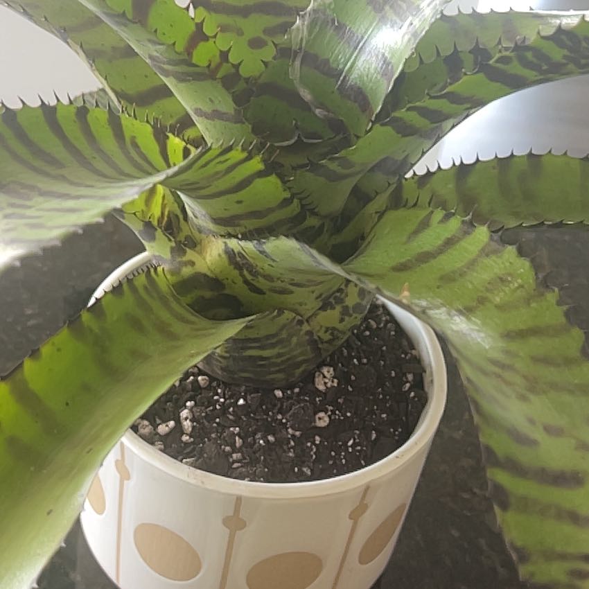 Photo of the plant species Neoregelia Dragon Bromeliad by @PoliteTropical named Rihanna on Greg, the plant care app