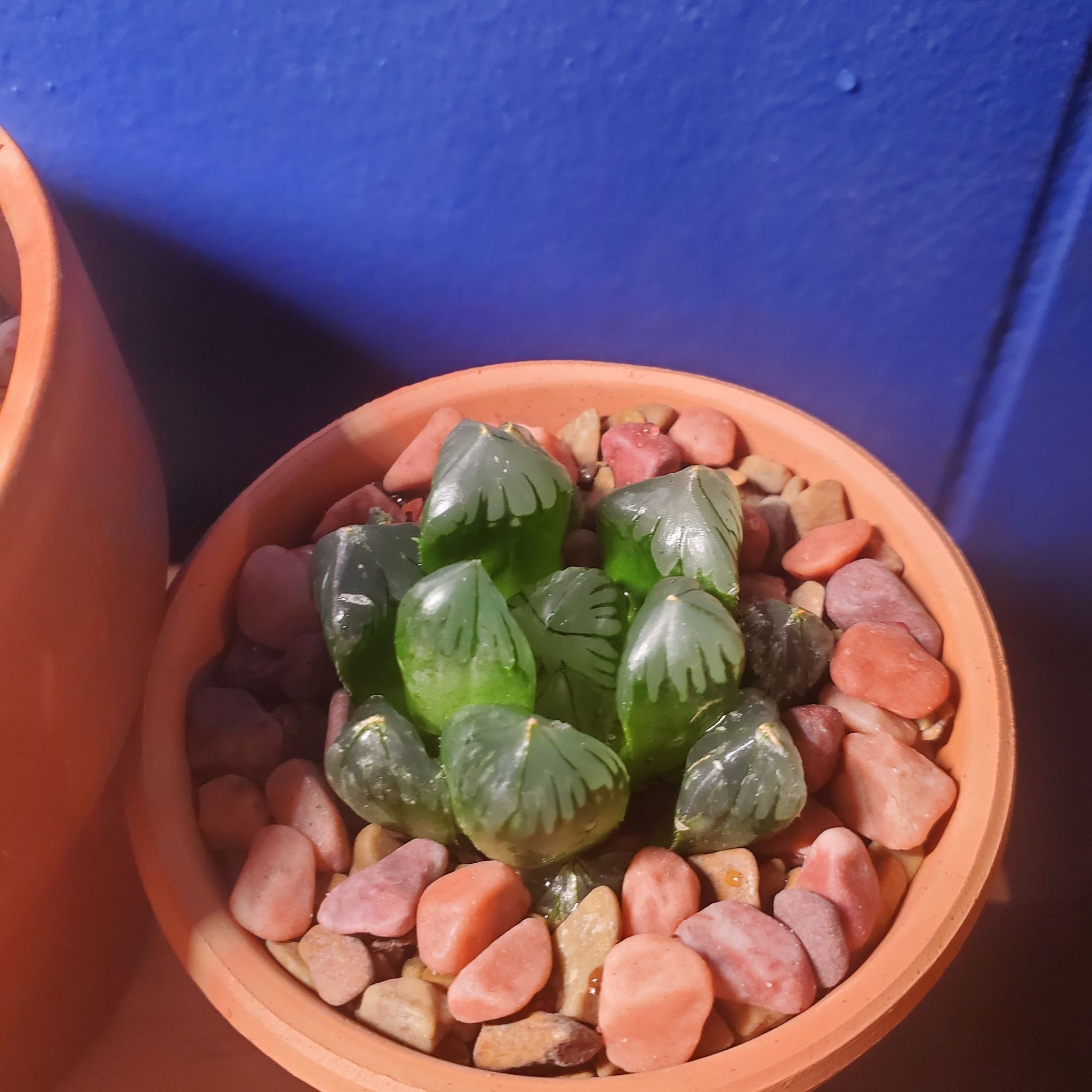 Photo of the plant species Haworthia Kyodai Akasen Lens by @HedwigRhoda named Lensy on Greg, the plant care app