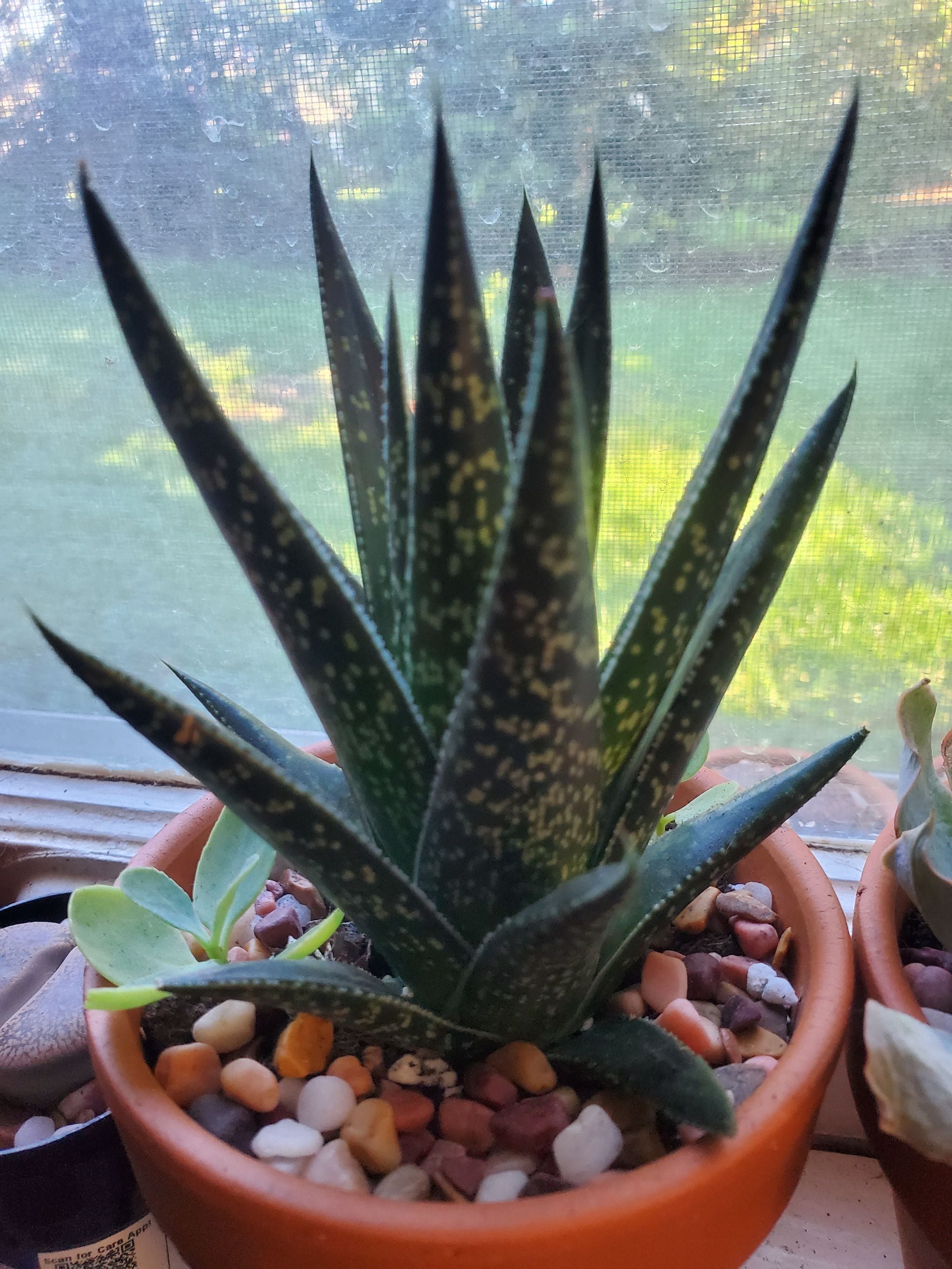 🌷 What It Means When Your Bredasdorp Gasteria Wilts