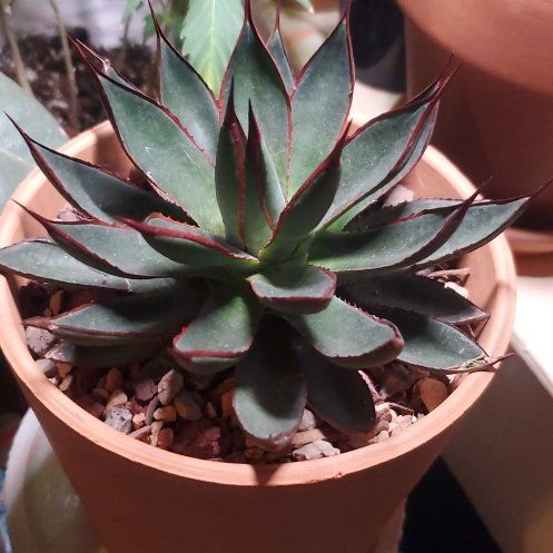 Photo of the plant species Praying Hands Mangave by @HedwigRhoda named Big Pokey on Greg, the plant care app