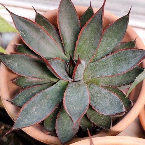 Photo of the plant species Praying Hands Mangave by @HedwigRhoda named Orwell on Greg, the plant care app