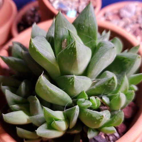 Photo of the plant species Variegated Cathedral Window Haworthia by @HedwigRhoda named Willow on Greg, the plant care app