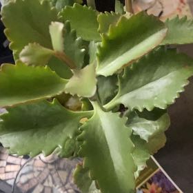 Photo of the plant species Kalanchoe longiflora var. coccinea by @NativeCobnut61 named Fernie Mac on Greg, the plant care app