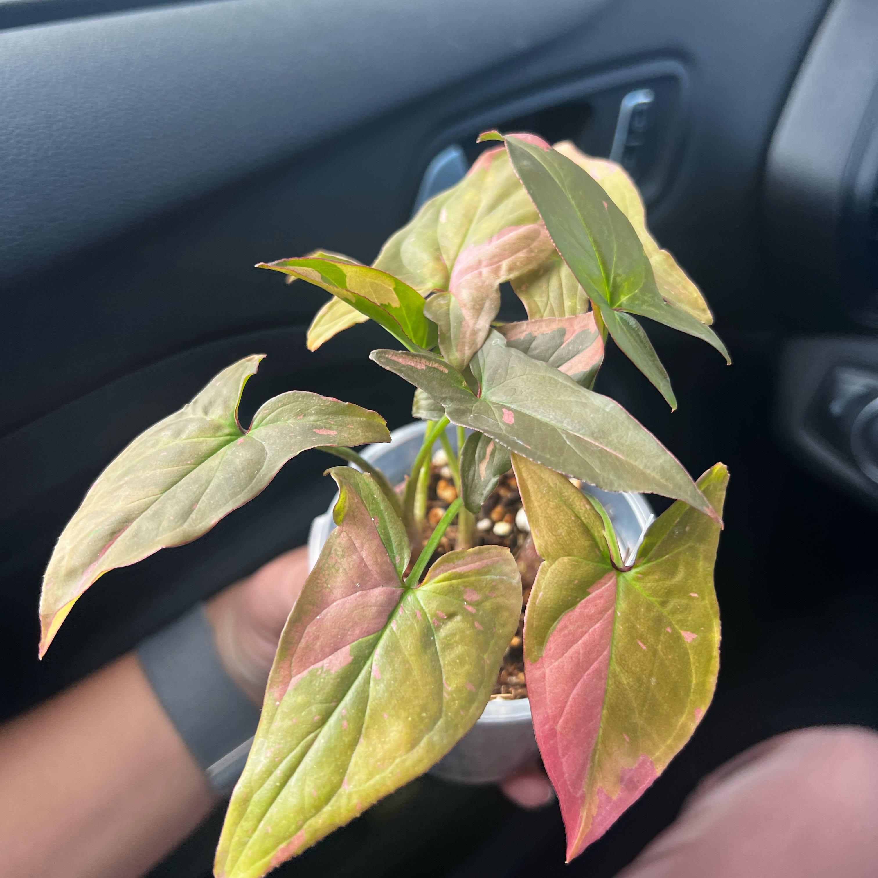 Photo of the plant species Pink Splash by @BrightSwisspine named Beckham on Greg, the plant care app
