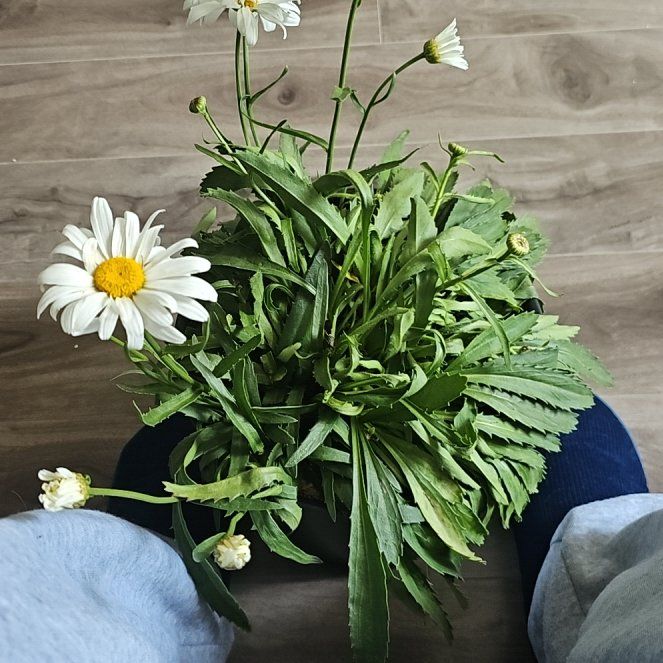 Daisy