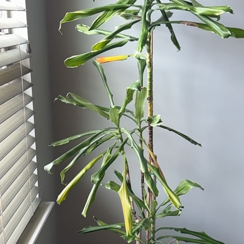 Photo of the plant species Moonlight Dragon Tree by @ProLeatherleaf named Aria on Greg, the plant care app