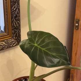 Photo of the plant species alocasia wentii silver splash by @FreshRutabaga named Sanders on Greg, the plant care app