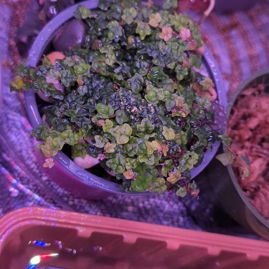Photo of the plant species Oak Leaf Ficus by @TotalMexicanyam named Figgy on Greg, the plant care app