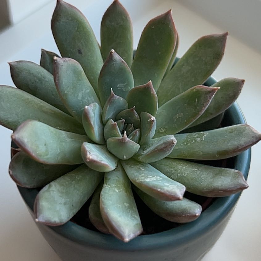 Photo of the plant species Echeveria 'Arrow Setosa' by @LadyWollemipine named Apollo on Greg, the plant care app