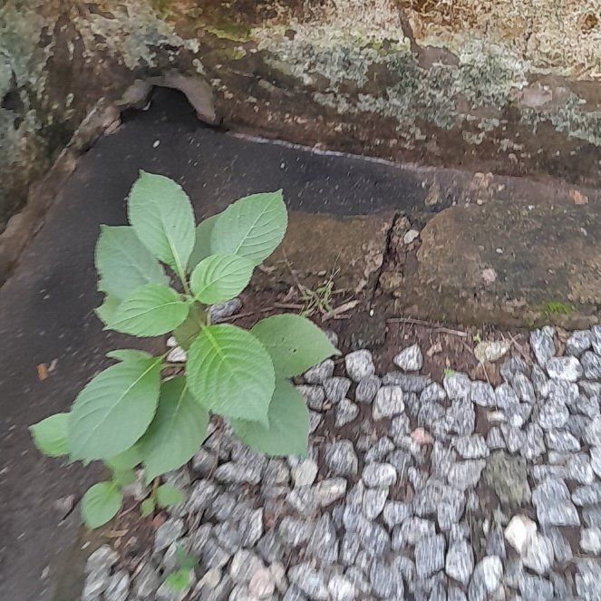 Photo of the plant species Balfour's Touch-Me-Not by @ZestStarburst named Ulysses S Plant on Greg, the plant care app