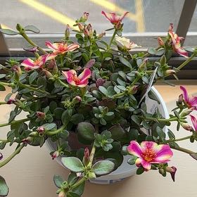 Photo of the plant species Portulaca oleracea 'Variegata' by @YardNettediris named Twist pink on Greg, the plant care app