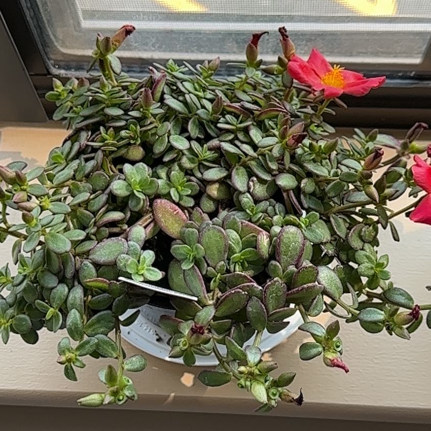 Photo of the plant species Portulaca oleracea 'Variegata' by @YardNettediris named Scarlet on Greg, the plant care app