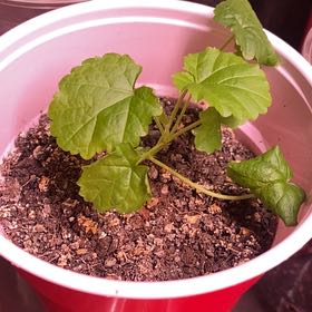 Photo of the plant species Self Heal by @ReputableJade named Aria on Greg, the plant care app