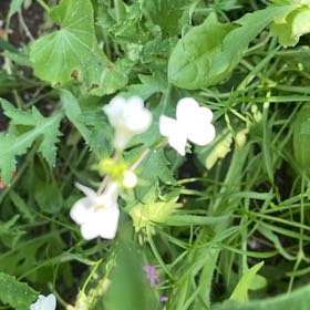 Photo of the plant species Cuckooflower by @ReputableJade named Dax on Greg, the plant care app
