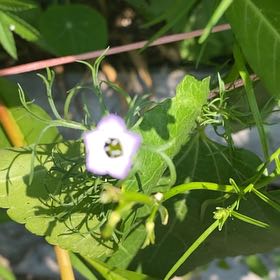 Photo of the plant species Longstalk Cranesbill by @ReputableJade named Athena on Greg, the plant care app