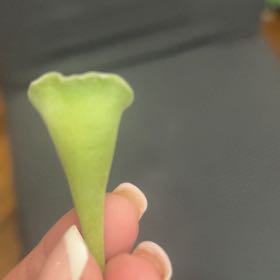 Photo of the plant species Calico Flower by @TotallyKingfern named McKinley on Greg, the plant care app