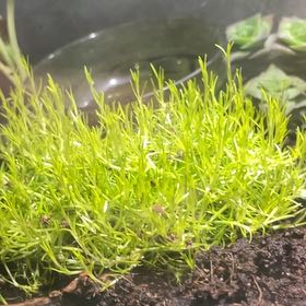 Photo of the plant species Birdeye Pearlwort by @SocialEarthball named Terra on Greg, the plant care app