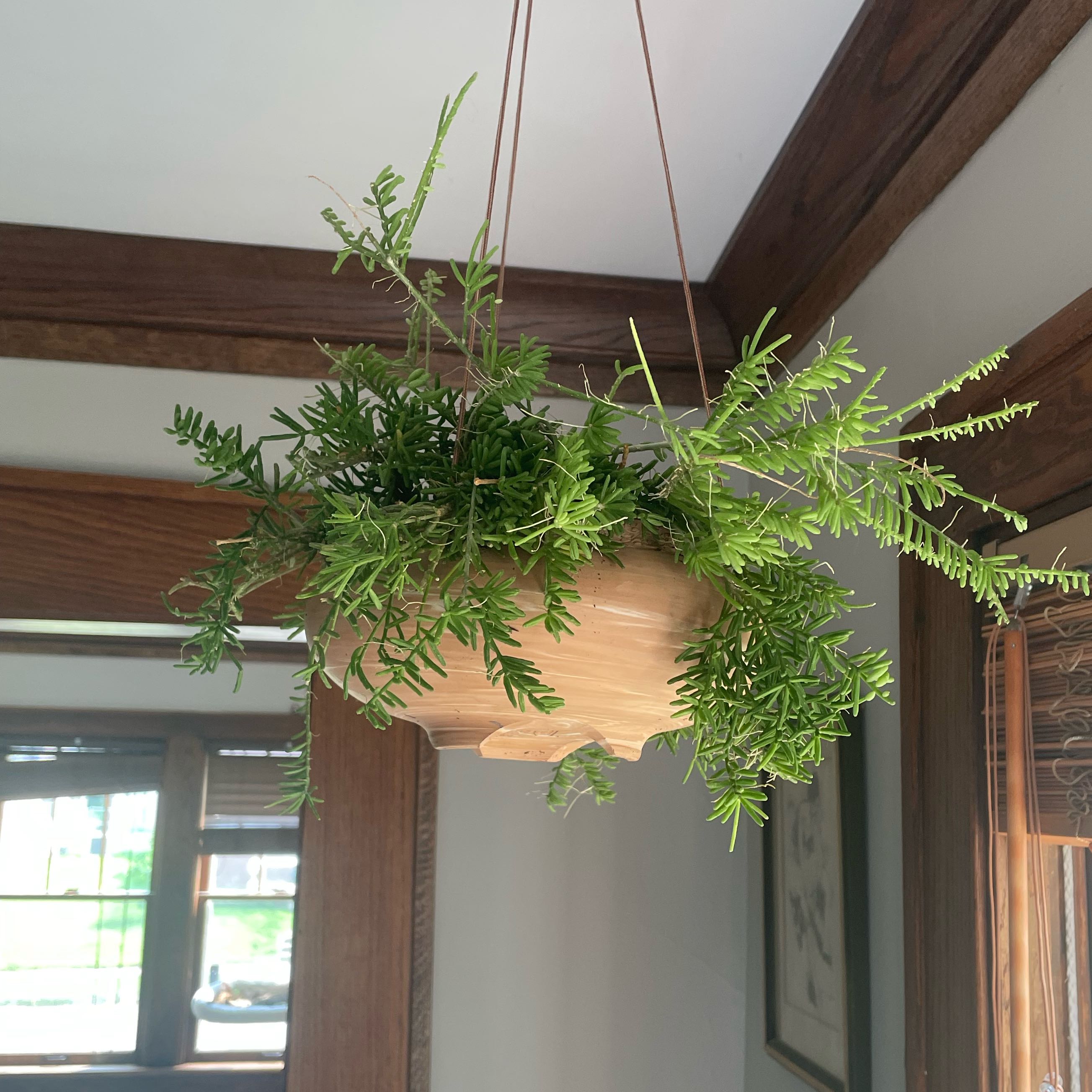 Photo of the plant species Quill-like Wickerware Cactus by @HeadResinspurge named Foxxy on Greg, the plant care app