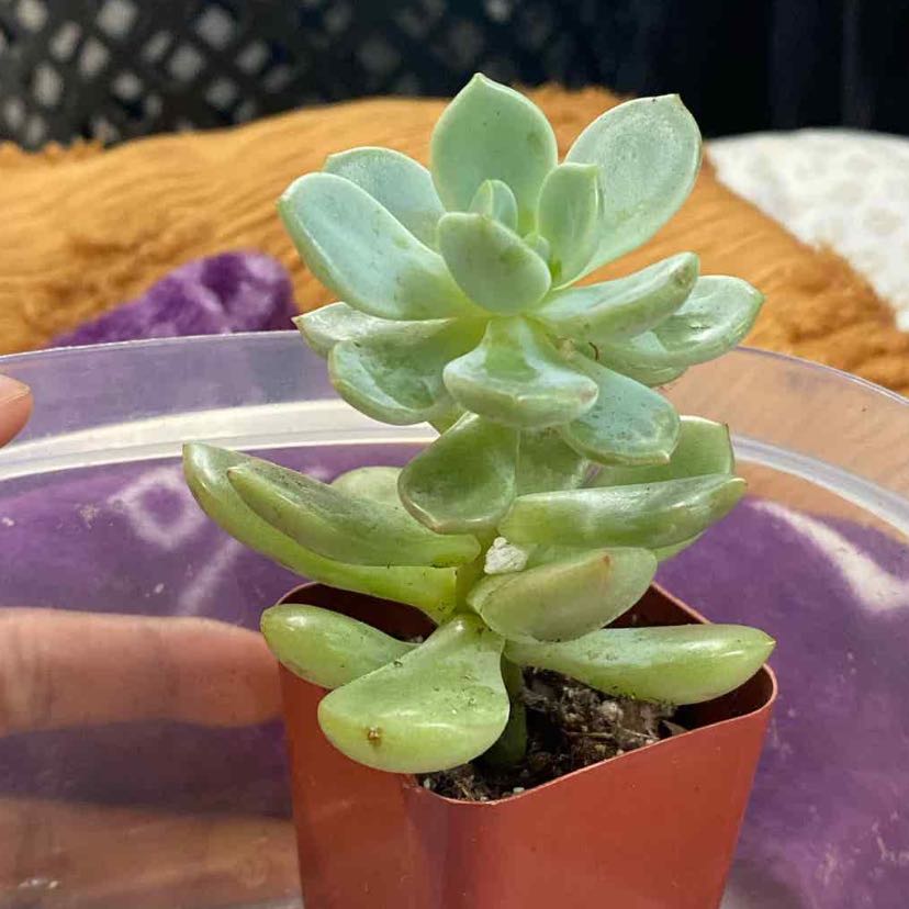 Photo of the plant species Graptoveria 'A Grim One' by @AuthenticMarimo named Planty on Greg, the plant care app