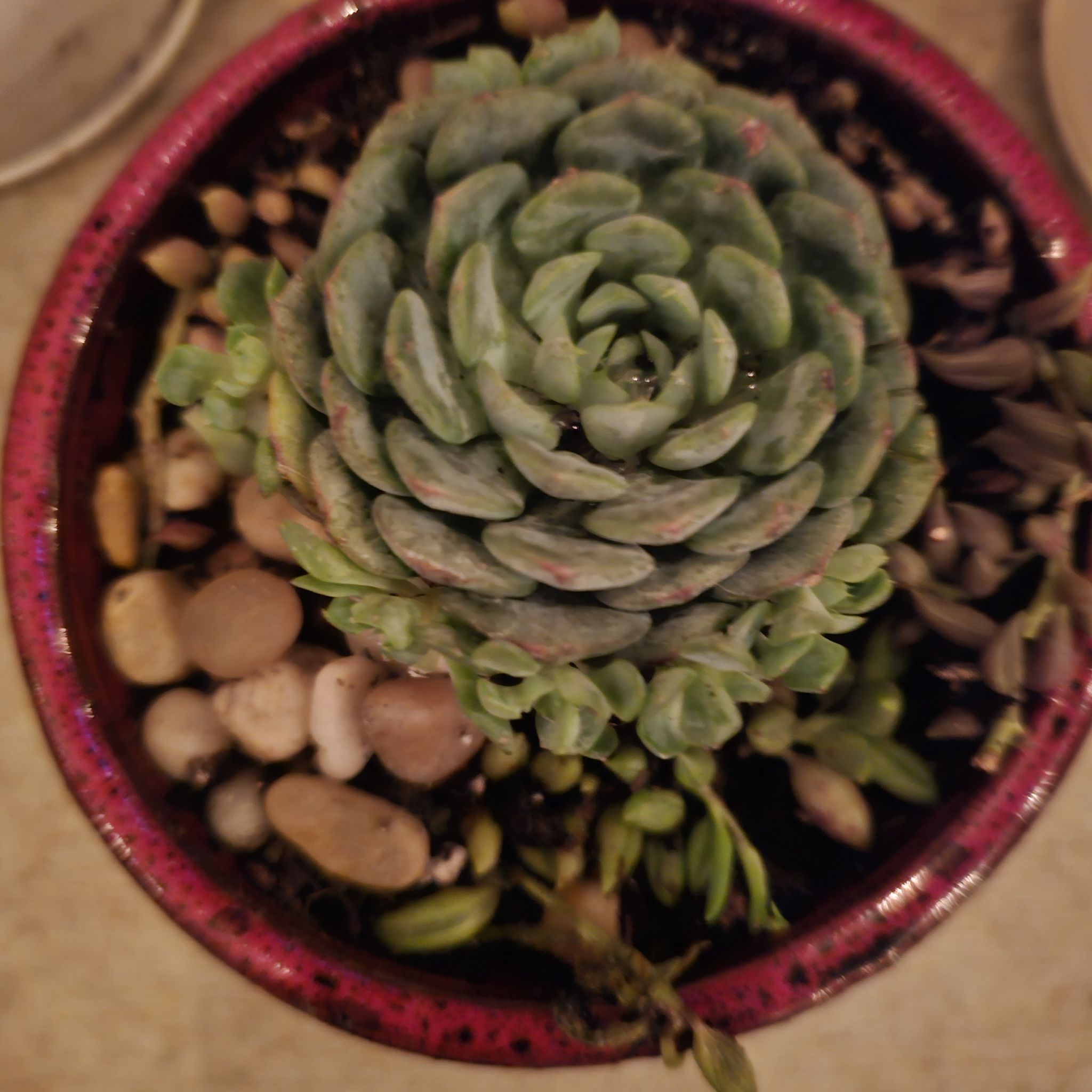Photo of the plant species Echeveria 'Cris' by @FlashyKoa named Beyonce on Greg, the plant care app