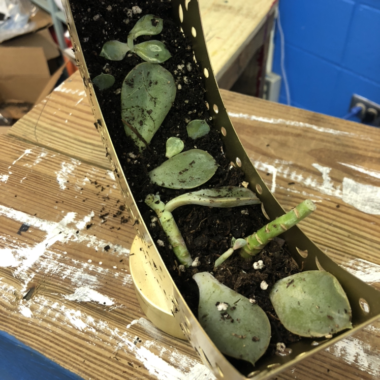 Propagation setup for Echeveria 'Perle von Nurnberg' with leaves and cuttings in soil.