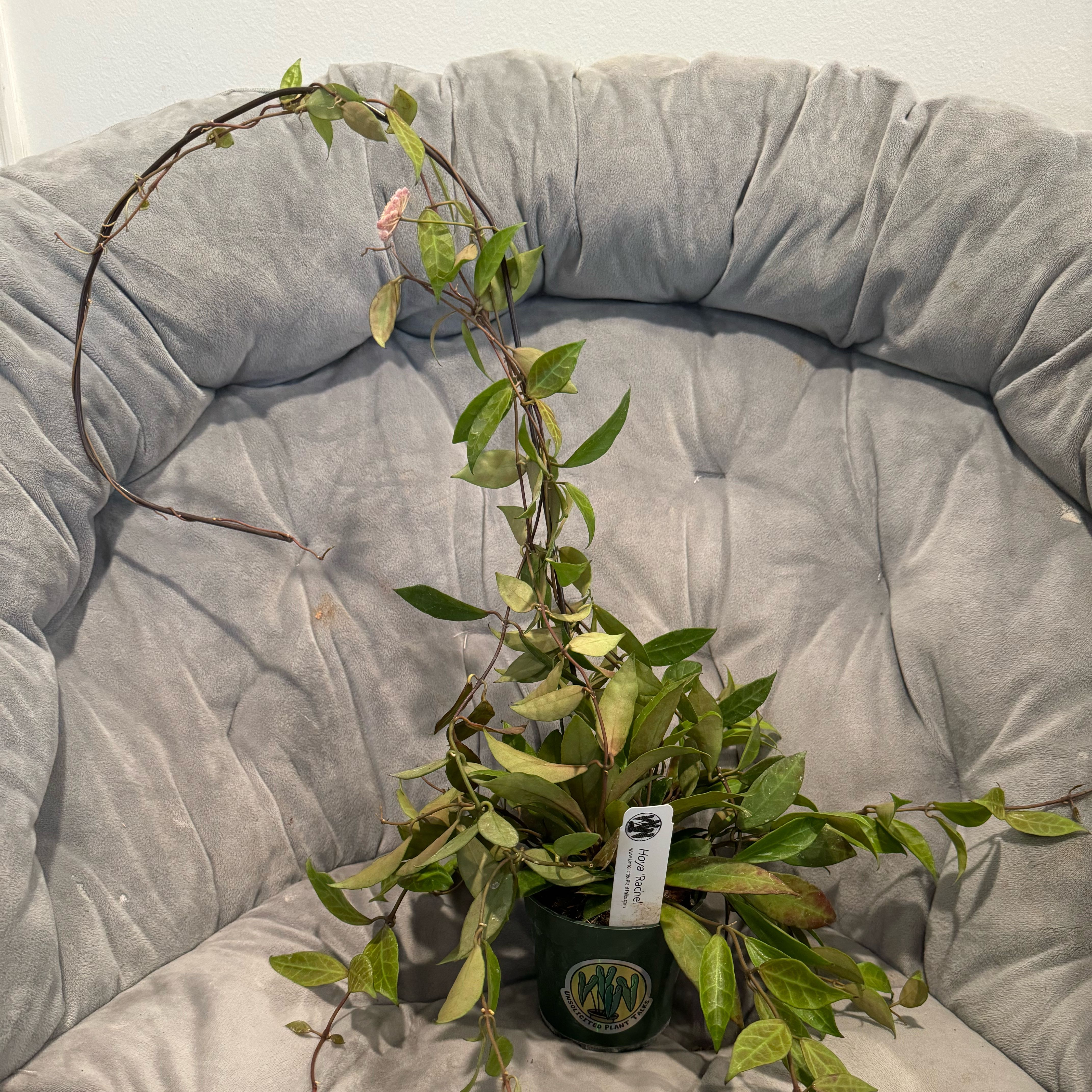 Photo of the plant species Hoya 'Rachel' by @WinEuropeanash named Rachel on Greg, the plant care app