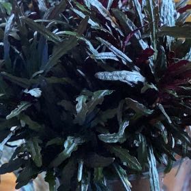 Photo of the plant species Alocasia Dragon Tongue by @YummyMistystar named Wall-E on Greg, the plant care app
