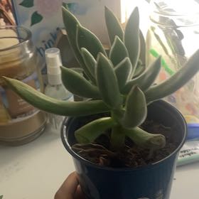 Photo of the plant species Echeveria 'Icicle' by @FullBuddhaspalm named Harry on Greg, the plant care app